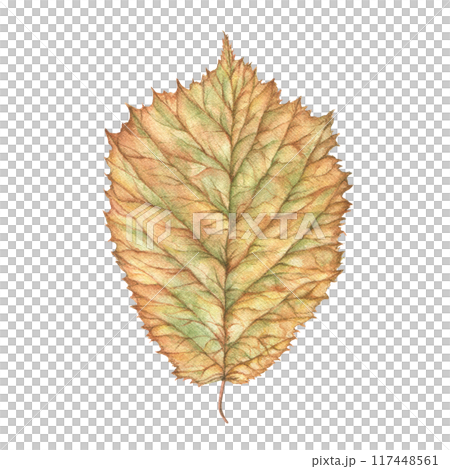 The autumn leaf is made in watercolor, handmade. Vintage tree leaf, made in detail. For prints, a design element. 117448561