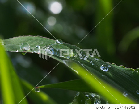雨上がりの雑草(葉っぱについた水滴や水玉のクローズアップ) 雨上がりの雑草(葉っぱについた水滴や水玉のクローズアップ) 117448602