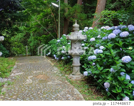 紫陽花のある風景　福岡県糸島市櫻井神社 117448657