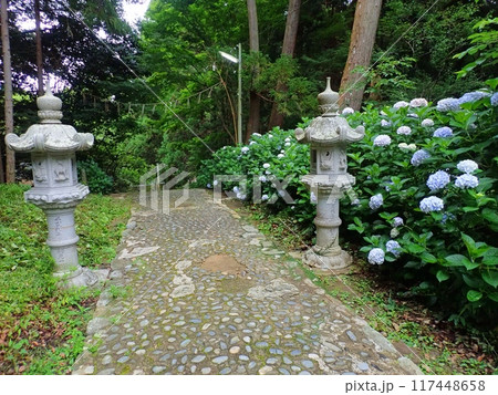 梅雨時に咲く紫陽花　福岡県糸島市櫻井神社 117448658