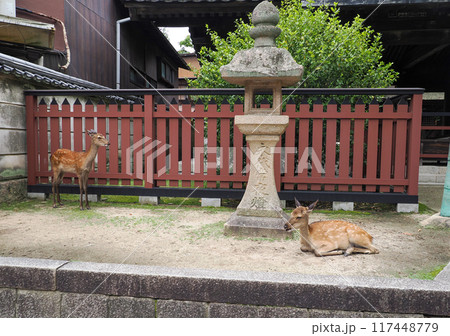 野生鹿のいる風景 野生鹿のいる風景 117448779