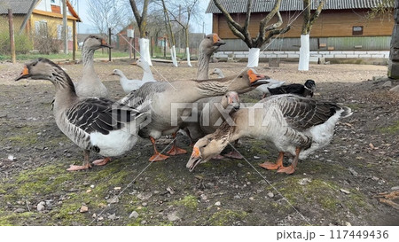White and gray geese in the countryside. White and gray geese in the countryside. 117449436