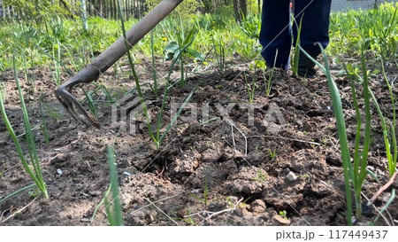 Grandmother in the village weeding onions in the vegetable garden. Grandmother in the village weeding onions in the vegetable garden. 117449437