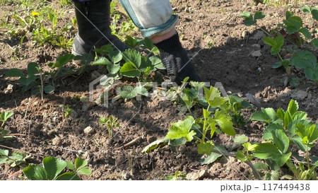 An elderly woman weeding a vegetable garden with strawberries. An elderly woman weeding a vegetable garden with strawberries. 117449438
