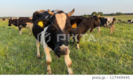 Black and white cows in a field at sunset. Black and white cows in a field at sunset. 117449440