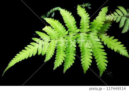 fern leaf isolated on black background fern leaf isolated on black background 117449514