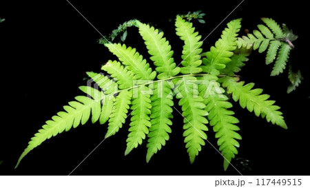 fern isolated on black background 117449515