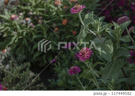 tranquil atmosphere of a lush garden, this image is ideal for wellness retreats or garden relaxation spaces 117449582