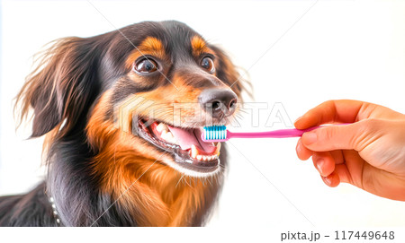 犬の歯科衛生、歯ブラシを持つ犬のクローズアップ 犬の歯科衛生、歯ブラシを持つ犬のクローズアップ 117449648