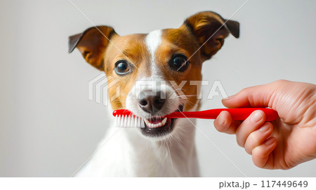 犬の歯科衛生、歯ブラシを持つ犬のクローズアップ 117449649