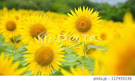 夏の花のある風景 117450136