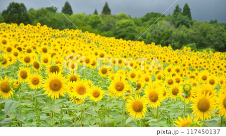 夏の花のある風景 117450137