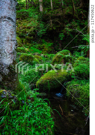 湿り気の多い横谷渓谷 おしどり隠しの滝 湿り気の多い横谷渓谷 おしどり隠しの滝 117450622