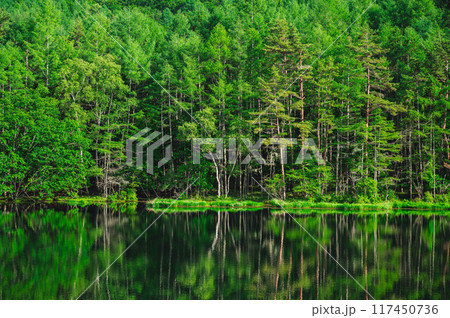 夏の鮮やかな緑の御射鹿池 夏の鮮やかな緑の御射鹿池 117450736