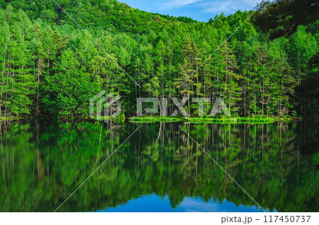夏の鮮やかな緑の御射鹿池 117450737