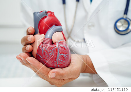 Cardiovascular disease CVD, doctor with heart human model anatomy for treatment patient in hospital. Cardiovascular disease CVD, doctor with heart human model anatomy for treatment patient in hospital. 117451139