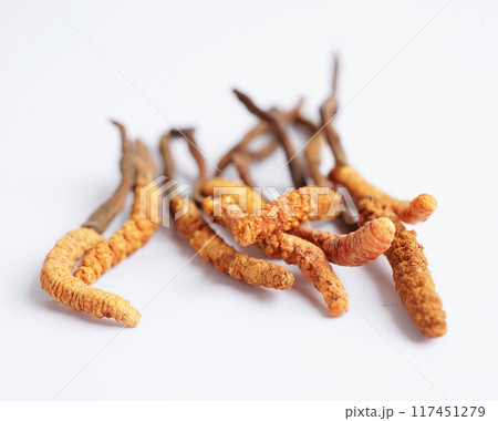 Cordyceps sinensis or Ophiocordyceps sinensis isolated on white background, mushroom herb treatment medicine. Cordyceps sinensis or Ophiocordyceps sinensis isolated on white background, mushroom herb treatment medicine. 117451279