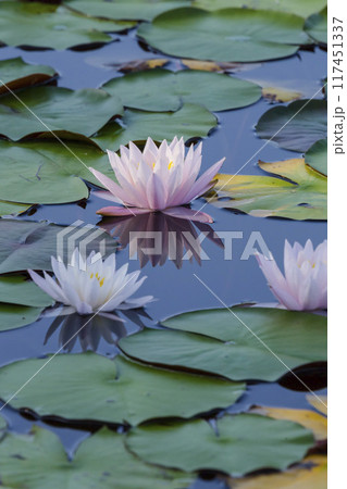 スイレンの花咲く夏の池の風景 鳥取県 多鯰ヶ池 117451337