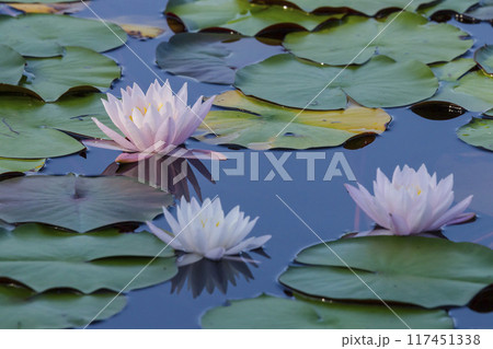スイレンの花咲く夏の池の風景 鳥取県 多鯰ヶ池 117451338