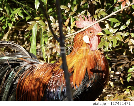 高千穂　天岩戸神社西宮で飼われている東天紅という鮮やかな鶏の様子　宮崎県西臼杵郡高千穂町 117451471