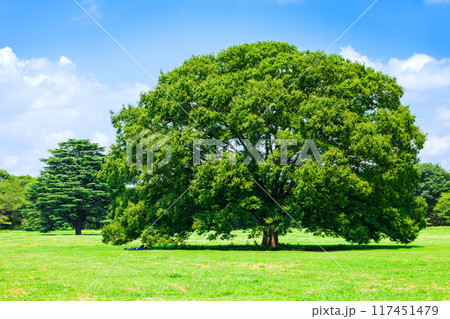 木・大木・公園イメージ 117451479