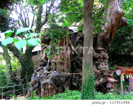 熱海 來宮神社 来宮神社　第一大楠 117451498