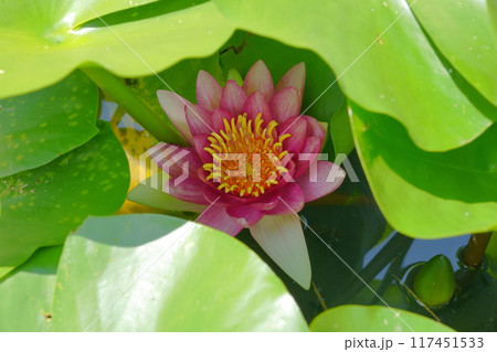 葉の陰で休むスイレンの花 葉の陰で休むスイレンの花 117451533