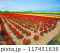 夏の北海道、富良野の花畑 117451636