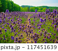 夏の北海道、富良野のラベンダー畑 117451639
