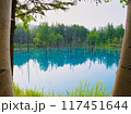 夏の北海道、白金青い池 117451644