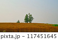 夏の北海道、美瑛の丘、マイルドセブンの丘 117451645