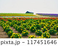 夏の北海道、美瑛の花畑 117451646