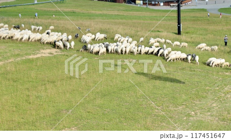 A flock of sheep grazes on a meadow in a mountainous area 117451647