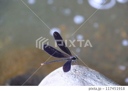 清流の水辺の石に止まる黒いハグロトンボ 117451918