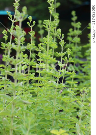 布引ハーブ園の「オレガノ」 117452000