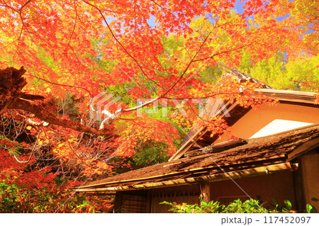 大河内山荘( 京都市右京区)大乗閣前の紅葉 大河内山荘( 京都市右京区)大乗閣前の紅葉 117452097