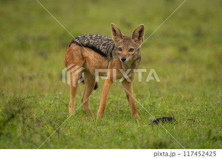 Black-backed jackal stands in grassland watching camera Black-backed jackal stands in grassland watching camera 117452425