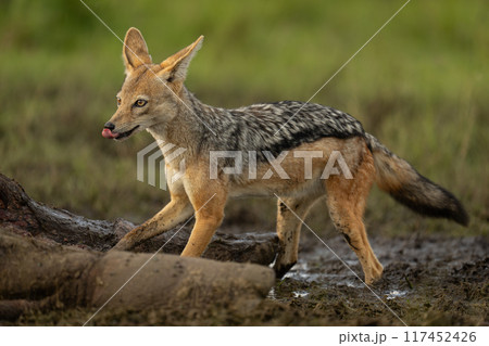Black-backed jackal stands licking lips by carcase 117452426