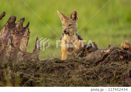 Black-backed jackal stands on dead hippo carcase Black-backed jackal stands on dead hippo carcase 117452434