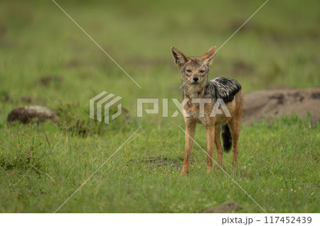 Black-backed jackal stands on grass watching camera Black-backed jackal stands on grass watching camera 117452439