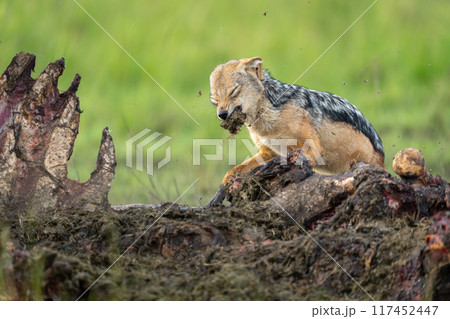 Black-backed jackal stands ripping flesh from carcase Black-backed jackal stands ripping flesh from carcase 117452447