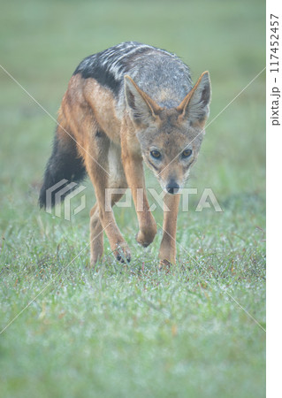 Black-backed jackal walks towards camera in fog 117452457