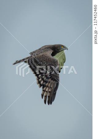 Black-chested snake-eagle flies against clear blue sky 117452460