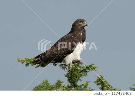 Black-chested snake-eagle with catchlight on sunlit thornbush Black-chested snake-eagle with catchlight on sunlit thornbush 117452468