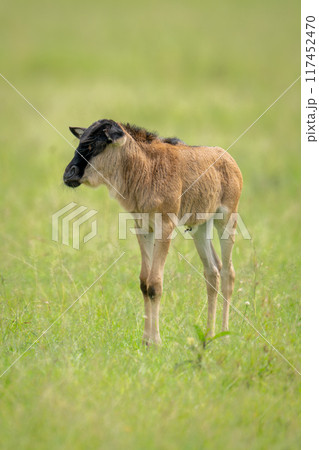 Blue wildebeest calf stands on short grass Blue wildebeest calf stands on short grass 117452470