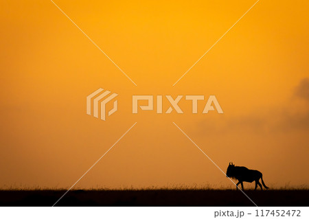 Blue wildebeest gallops silhouetted along sunset horizon Blue wildebeest gallops silhouetted along sunset horizon 117452472