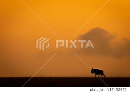 Blue wildebeest on sunset horizon stands silhouetted Blue wildebeest on sunset horizon stands silhouetted 117452473