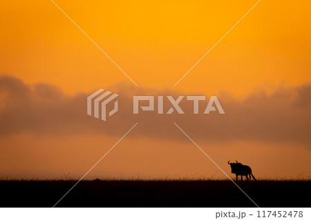 Blue wildebeest standing silhouetted on sunset horizon 117452478