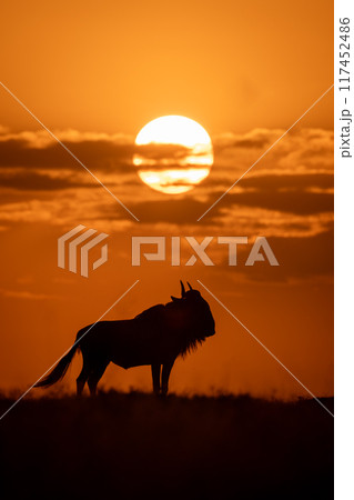 Blue wildebeest stands in profile at sundown Blue wildebeest stands in profile at sundown 117452486