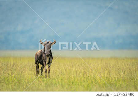 Blue wildebeest stands on grass watching camera Blue wildebeest stands on grass watching camera 117452490